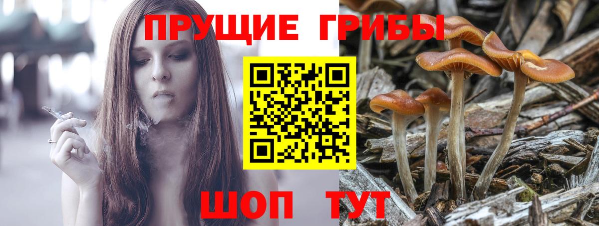 Псилоцибиновые грибы Magic Shrooms  Белая Калитва  купить наркоту  Псилоцибиновые грибы GOLDEN TEACHER 